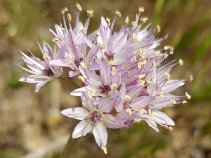 Allium howellii image
