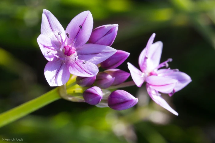 Allium hyalinum image