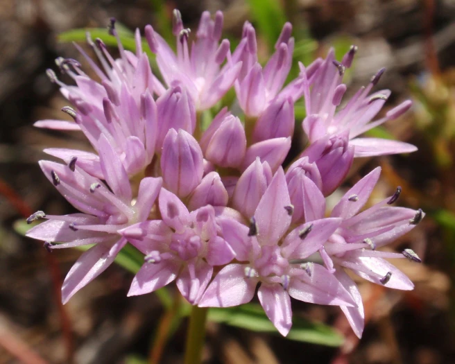 Allium lemmonii image