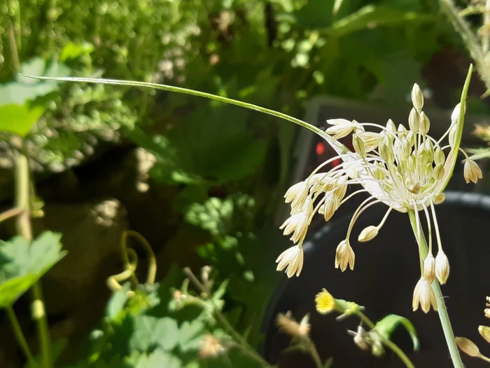 Allium longispathum image