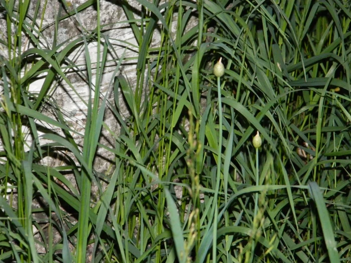 Allium obliquum image