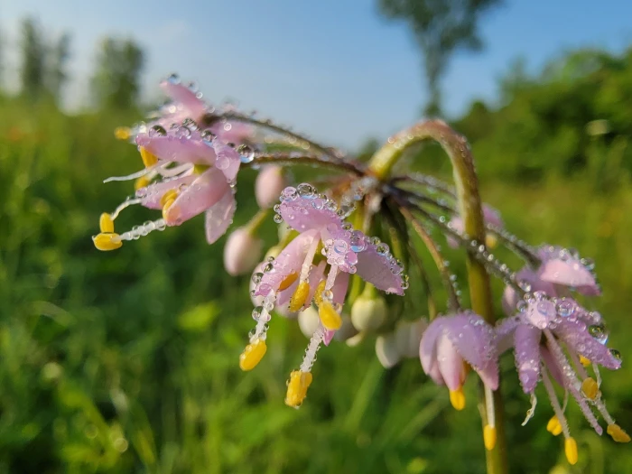 Allium obtusum image
