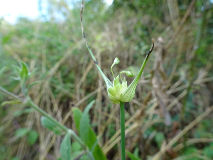 Allium oleraceum image