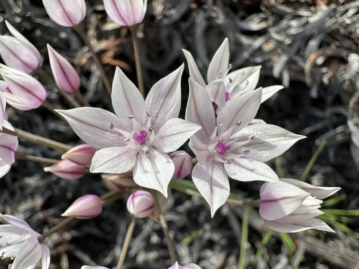 Allium praecox image