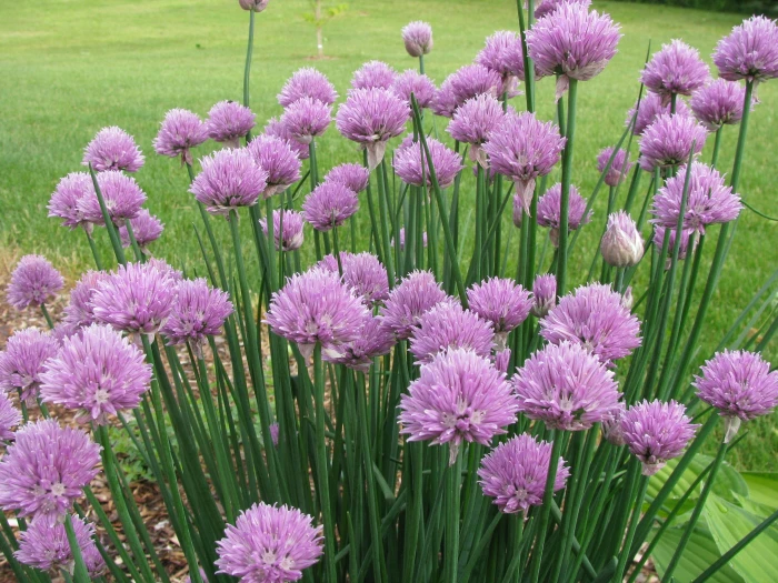 Allium schoenoprasum image
