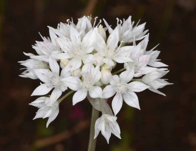 Allium serra image