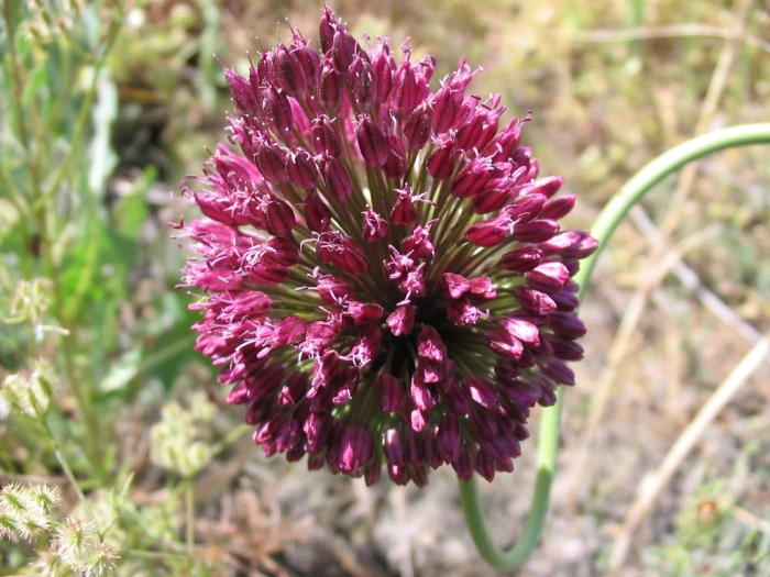 Allium sphaerocephalon image