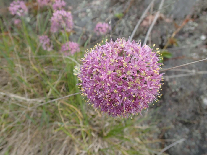 Allium stellatum image