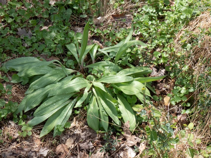 Allium tricoccum image