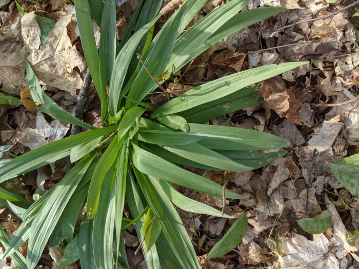 Allium burdickii image