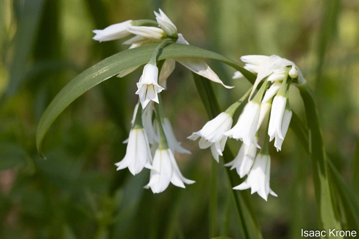 Allium triquetrum image