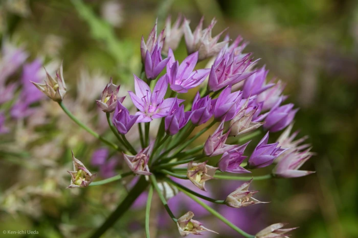 Allium unifolium image
