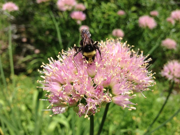 Allium validum image