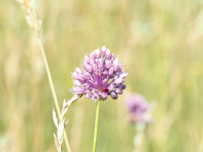 Allium vineale image