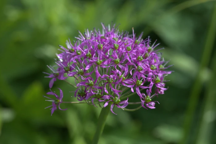 Allium wallichii image