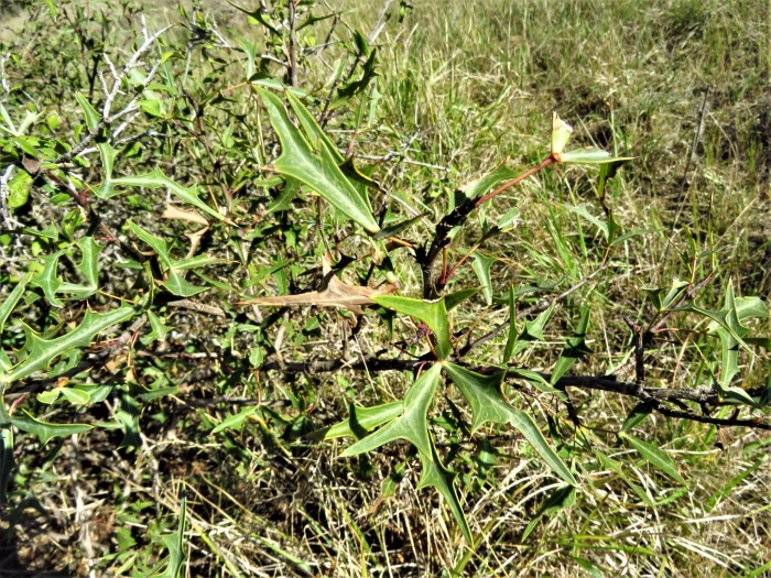 Alloberberis trifoliolata image