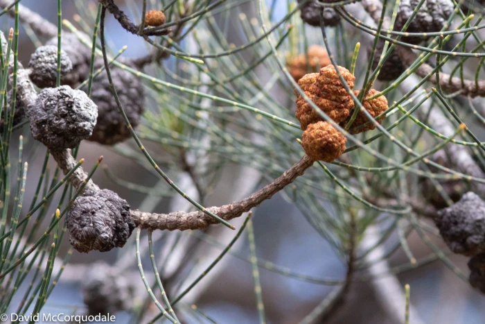 Allocasuarina fraseriana image