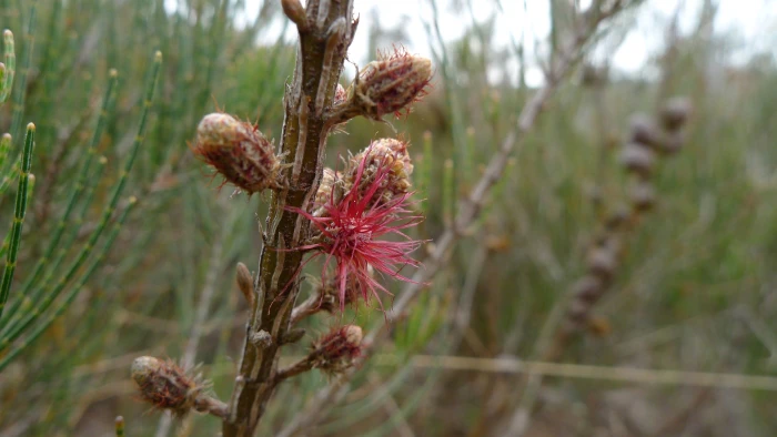 Allocasuarina nana image