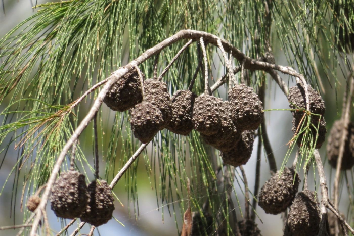 Allocasuarina torulosa image