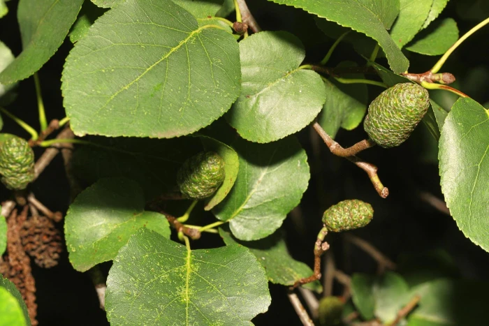Alnus cordata image