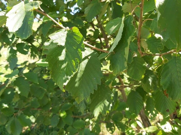 Alnus incana image