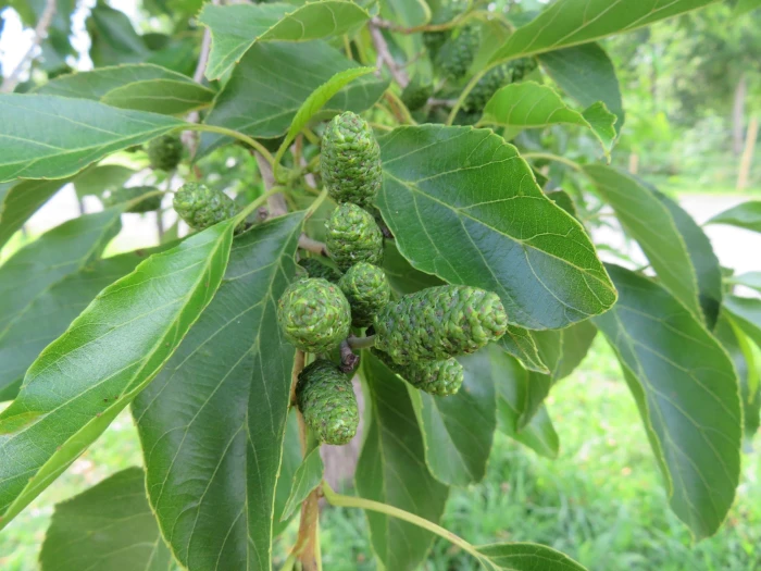 Alnus japonica image