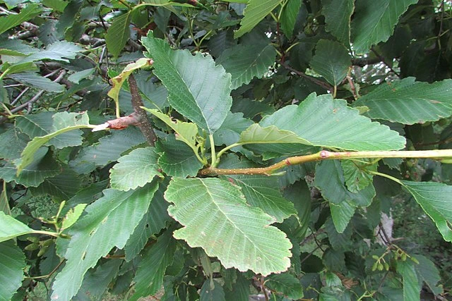 Alnus rubra image