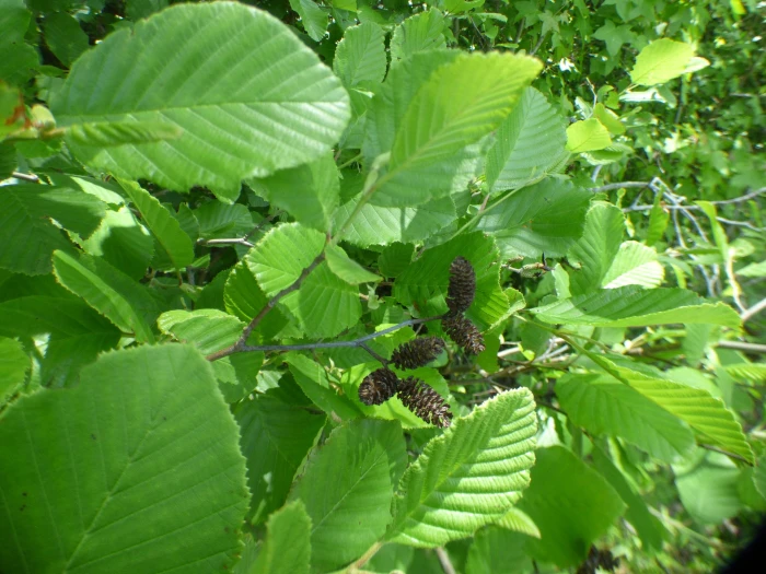 Alnus serrulata image