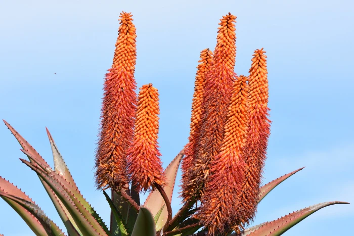 Aloe ferox image