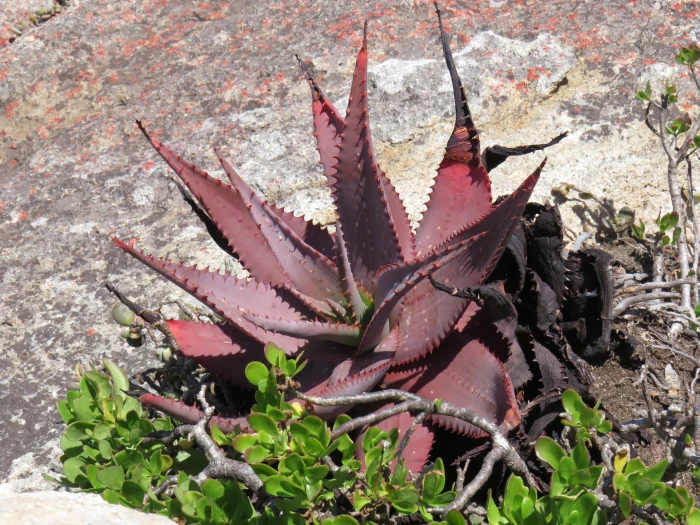 Aloe microstigma image