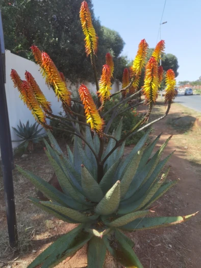 Aloe spectabilis image