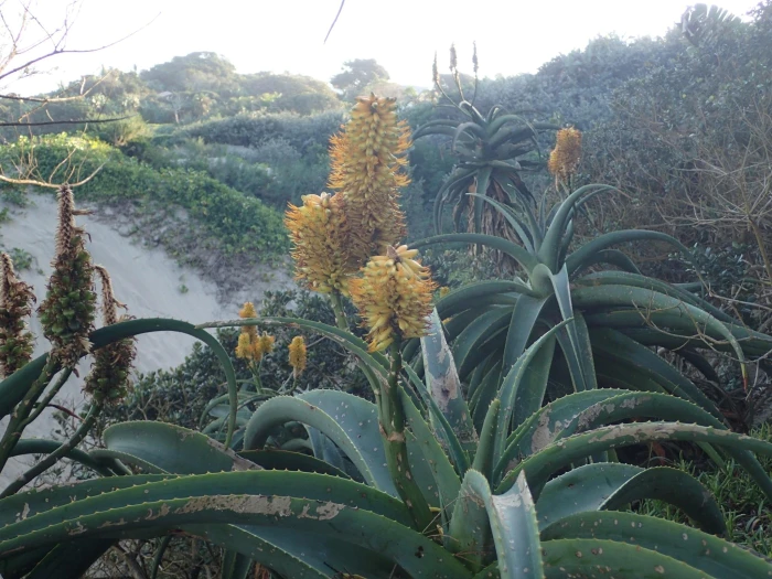 Aloe thraskii image