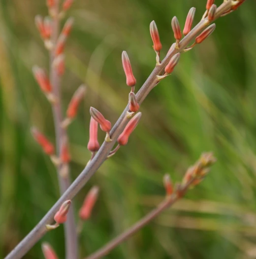 Aloe zebrina image