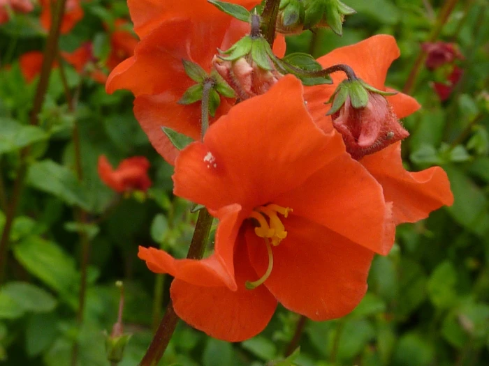 Alonsoa meridionalis image