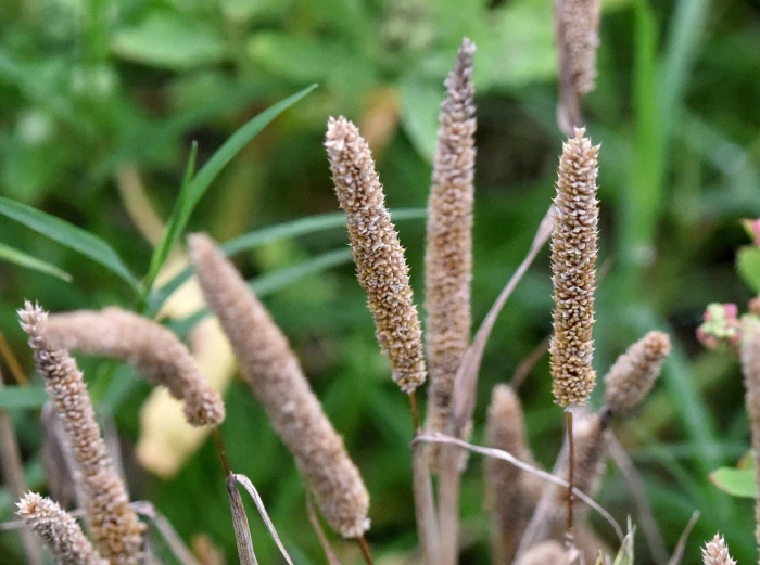 Alopecurus aequalis image