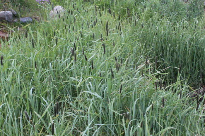 Alopecurus arundinaceus image