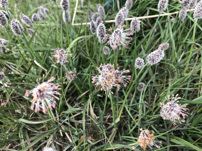Alopecurus magellanicus image