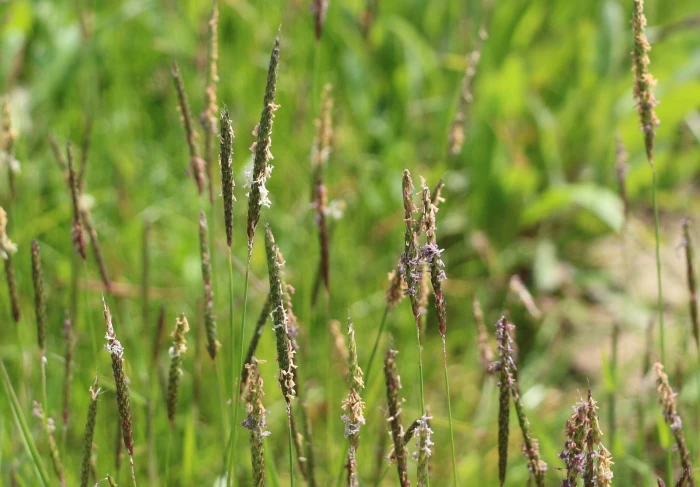 Alopecurus myosuroides image