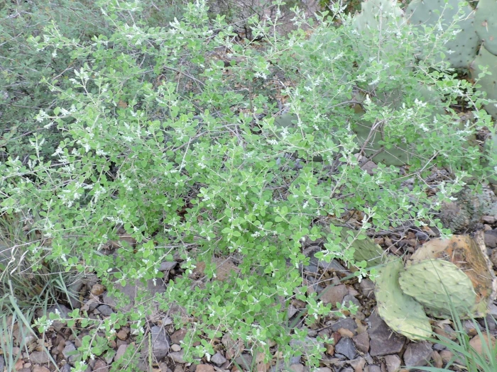 Aloysia wrightii image