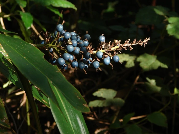 Alpinia caerulea image