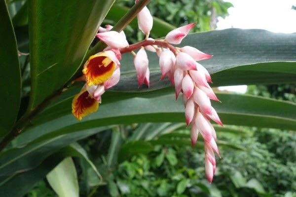 Alpinia zerumbet image