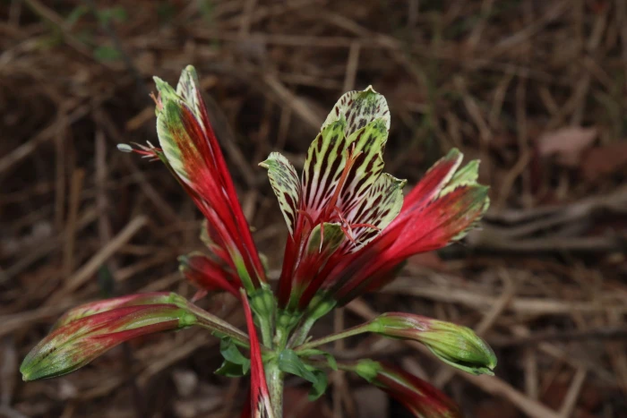 Alstroemeria psittacina image