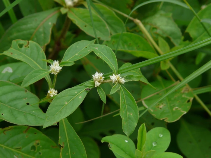 Alternanthera ficoidea image