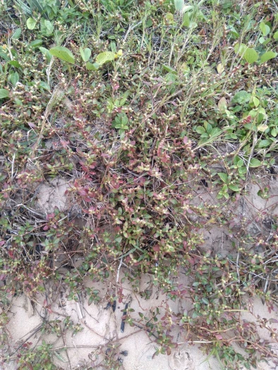Alternanthera littoralis image