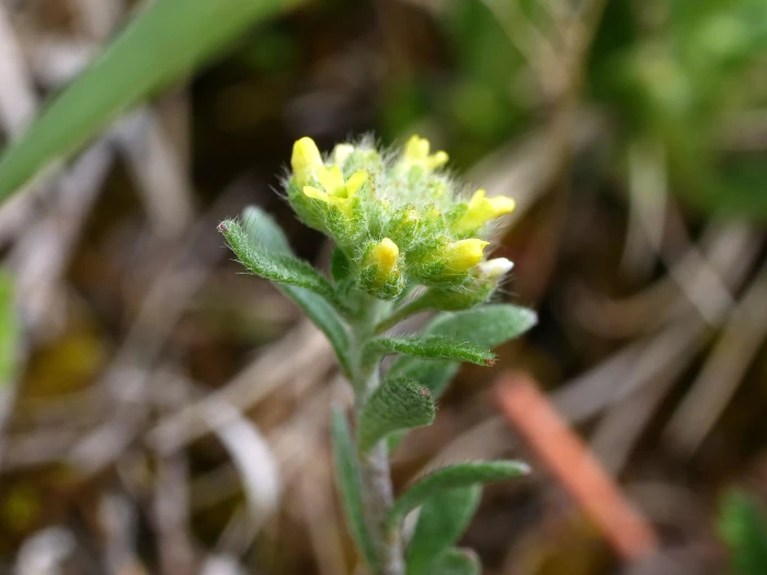 Alyssum alyssoides image