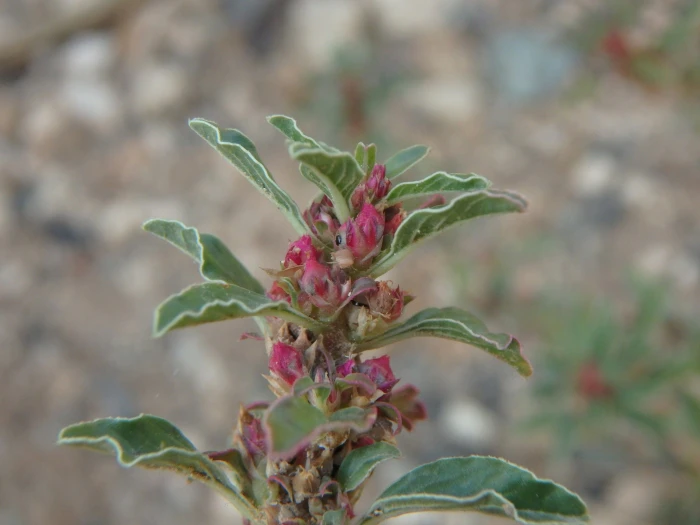 Amaranthus blitoides image