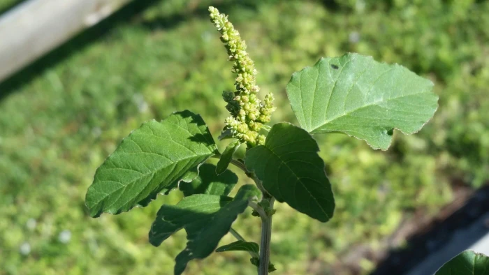 Amaranthus blitum image