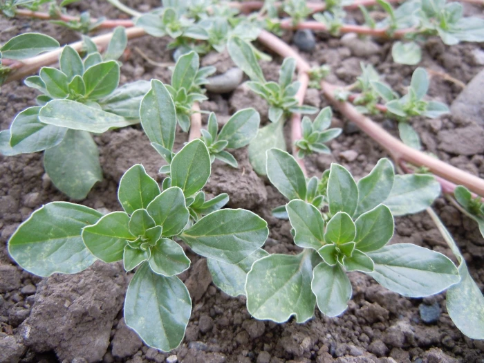 Amaranthus californicus image