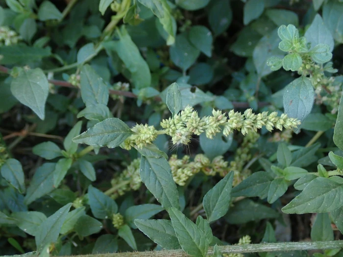 Amaranthus deflexus image