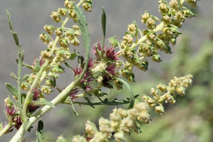 Ambrosia acanthicarpa image
